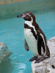 フンボルトペンギン