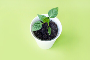 Small pot with seedling on green background.