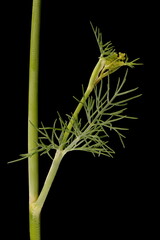 Dill (Anethum graveolens). Leaf Closeup