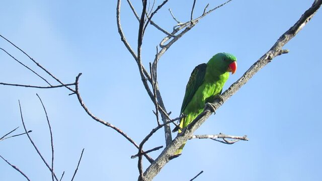 BIRDS OF TANJUNG ARU BEACH, SABAH, BORNEO