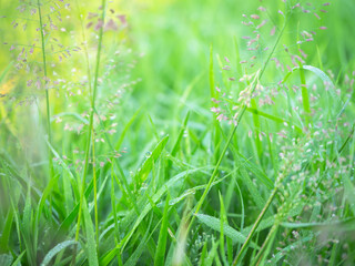 Grass green background.
