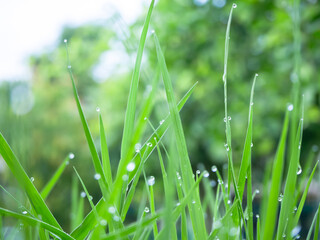Grass with drop water on bokeh and blur background. for Contains articles about life philosophy.