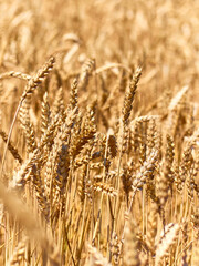 Golden ripe ears of wheat.