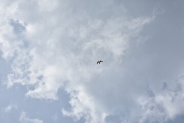 Bird flies high in the sky