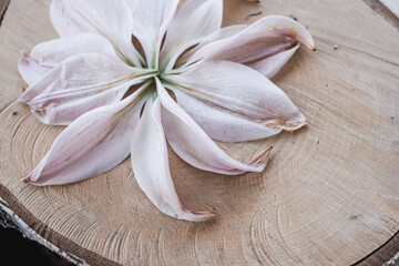 pink lily petals on wood cut