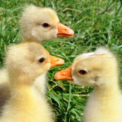 Three cute little chick goose on a background of green grass.