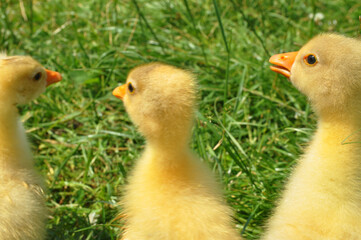 Three cute little chick goose on a background of green grass.