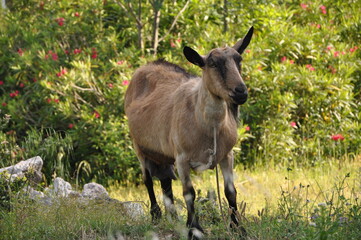 Naklejka na ściany i meble Brown goat on the meadow