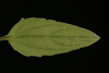 Large-Flowered Selfheal (Prunella grandiflora). Leaf Closeup