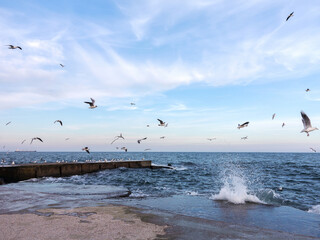 Seagulls flying by selective-focus and blue tone