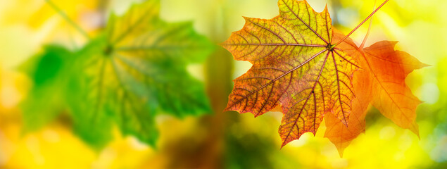autumn leaf
