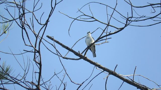 BIRDS OF TANJUNG ARU BEACH, SABAH, BORNEO