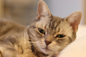 目覚めたばかりの猫アメリカンショートヘア
American shorthair cat just woke up.