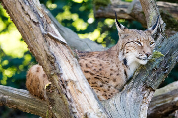 Luchs auf Baum