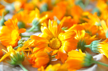 Calendula. Calendula flower collected for medicinal purposes. Out of focus