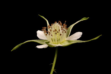 Fototapeta na wymiar Raspberry (Rubus idaeus). Flower Closeup