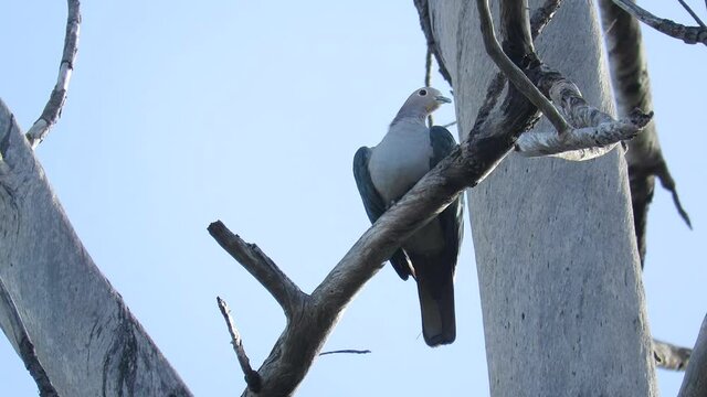 BIRDS OF TANJUNG ARU BEACH, SABAH, BORNEO