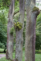 Three Magical Trees In Trunk Detail With Moss In Czech Park Jabkenicka Obora