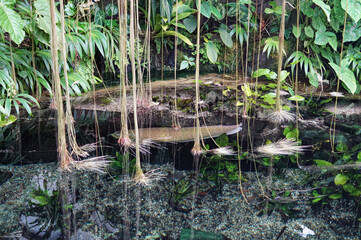 tropical nature with fish