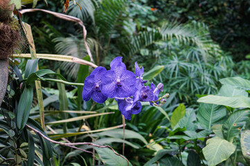 Obraz premium tropical flower