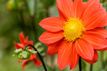 red dahlia flower on green background