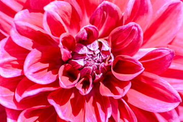 red dahlia flower macro