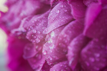 peony petals texture with water drops