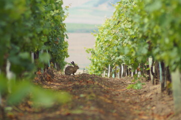 rabbit in vineyard