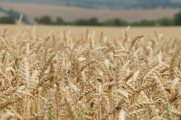 wheat field