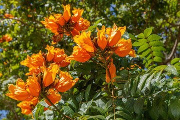 Fototapeta na wymiar Blooming orange Spathodea Campanulata, or African tulip tree. Bali, Indonesia. 