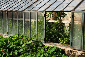 Potager dans une serre en verre