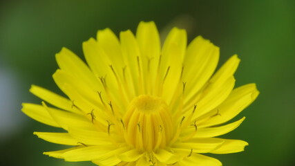 Macro fotografia © Massimo