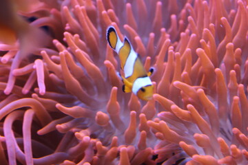 Naklejka na ściany i meble clown fish on coral