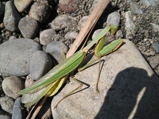 praying mantis
