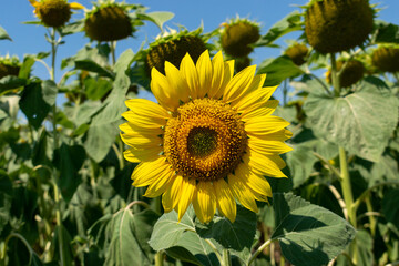 Sunflower field in summer