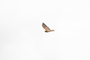 One common buzzard bird, bird of pray, buteo buteo, in flight against a white sky