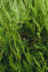 A small spider sits on a web against a background of green thuja in nature, hunts and waits for prey.