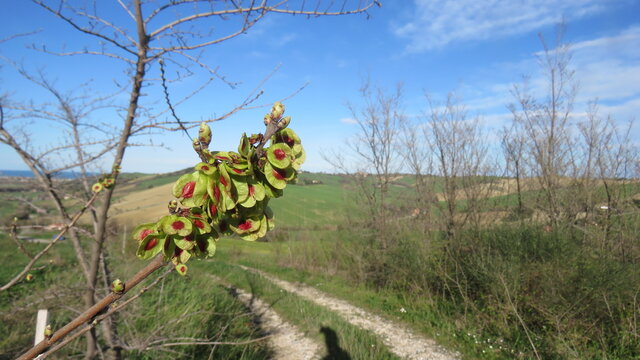 Semi di pianta