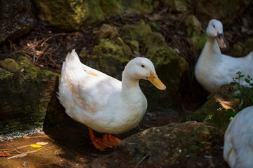 white duck  in farm yard. The rural scene on sunny day, close up