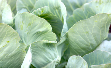 Close-up of fresh green cabbage on farm vegetable organic bed background. Close-up of cabbage in the garden, cabbage in the sun in the evening, summer at sunset. Gardening. Organic food concept.