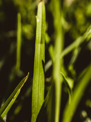 Blade of green grass