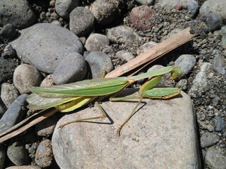 praying mantis