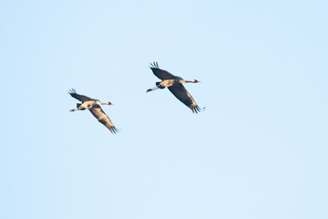 Common crane, Grus grus, couple flying in the sky in Estonian nature, Northern Europe.