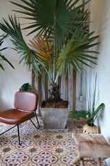 Obraz premium Interior lounge design and decoration of public living space area decorated with indoor green plant pots and minimal furniture