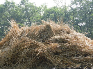 hay bales in the field