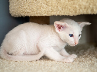 Oriental shorthair cat sitting and watching, white animal pet, domestic kitty, purebred Cornish...