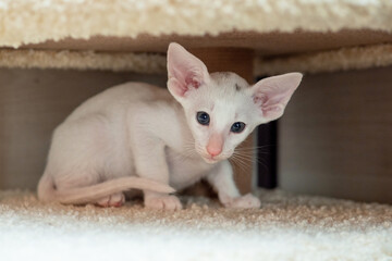 Oriental shorthair cat sitting and watching, white animal pet, domestic kitty, purebred Cornish...