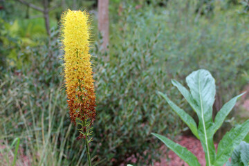 flowers in a garden in touraine (france)