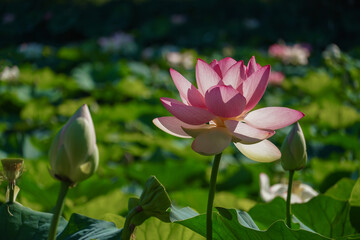 pink Egyptian lotus