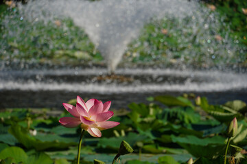 pink lotus flower with a fountain in the background (Egyptian lotus)